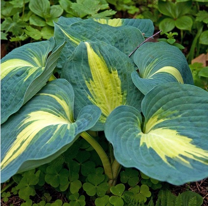Hosta Thunderbolt  (8019)